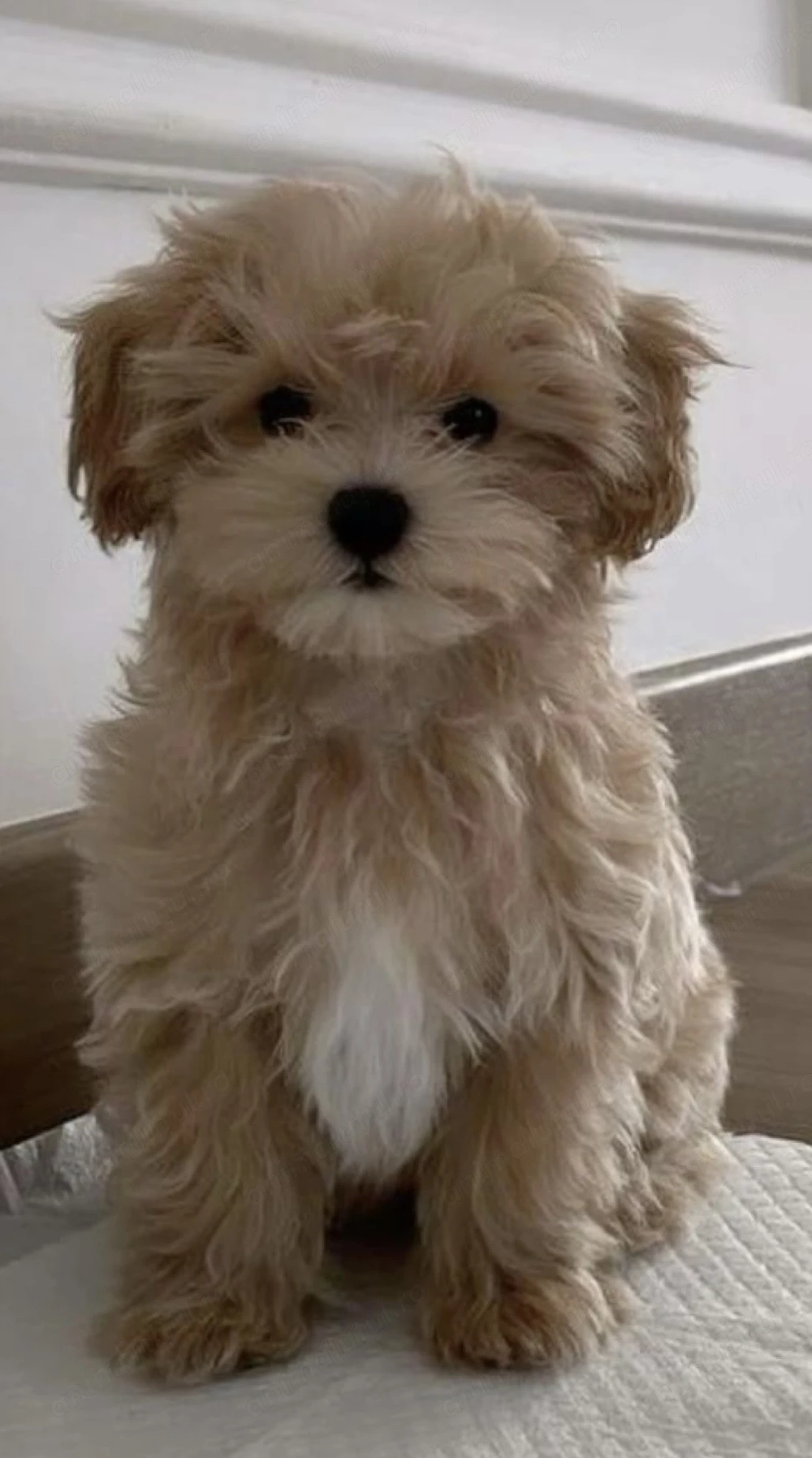 Bichon havanez apricot