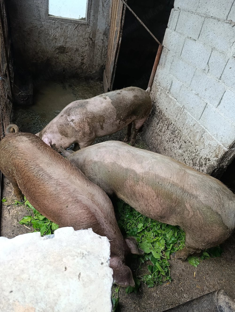 Vand  porci    carne