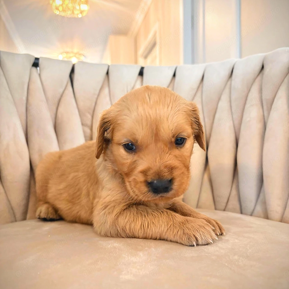 Pui Golden Retriever