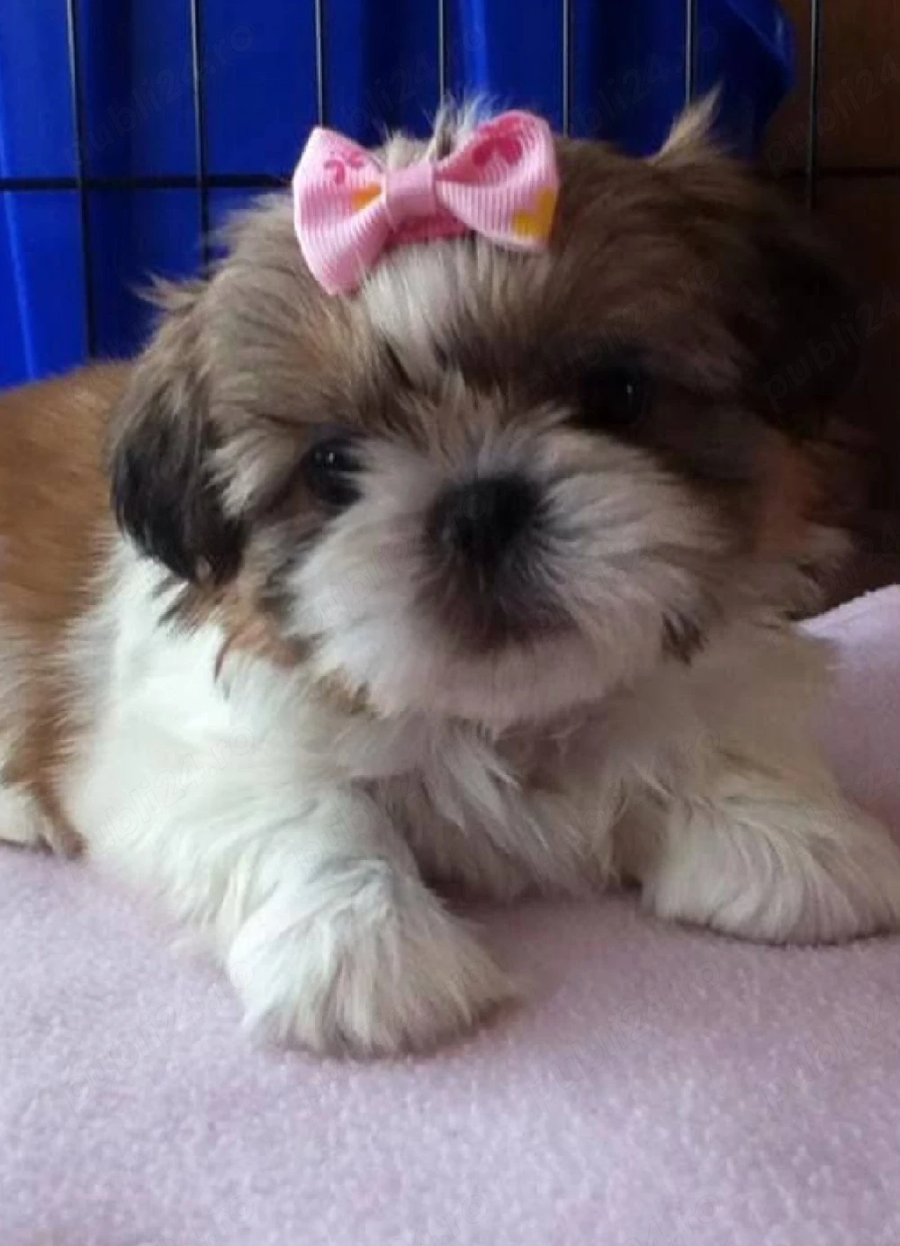 Shih Tzu puiuti 