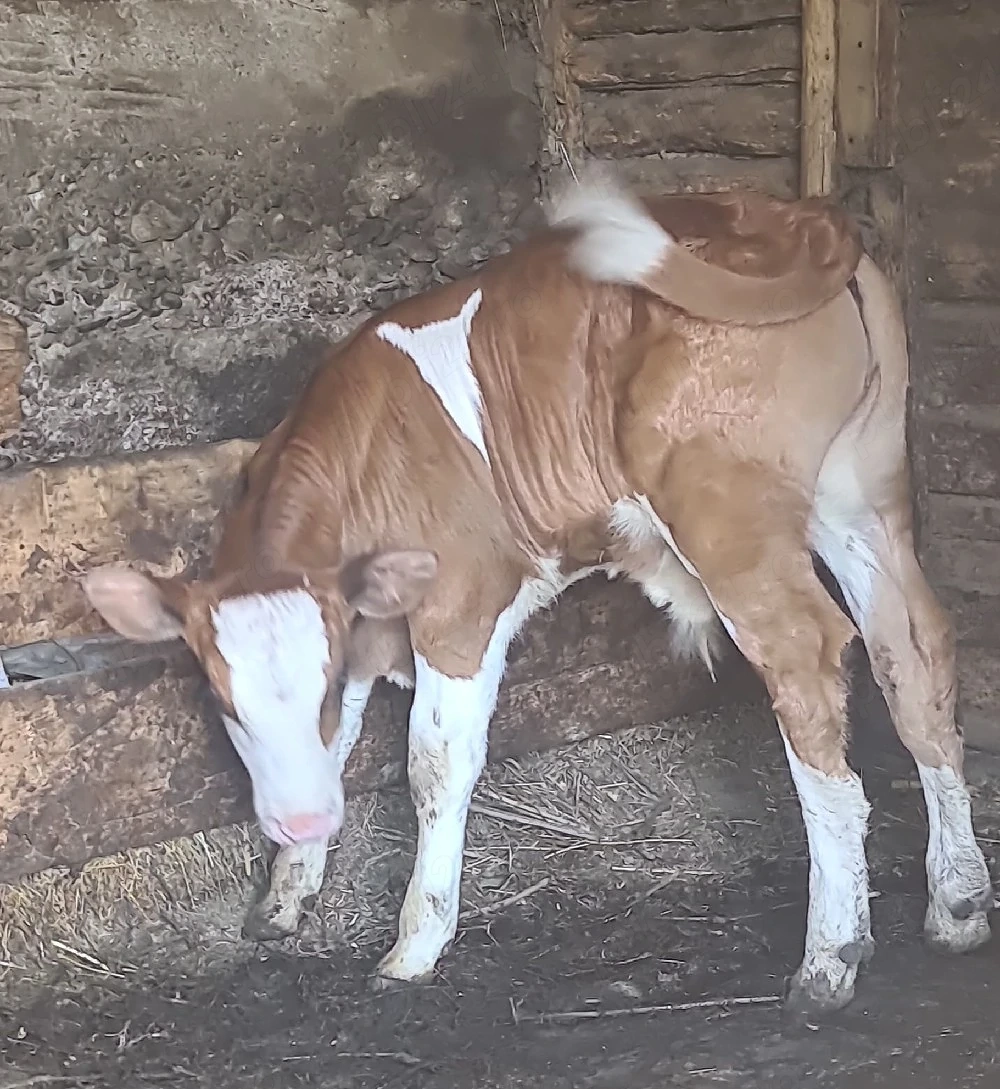 Vitel sugar (tauras)băltat
