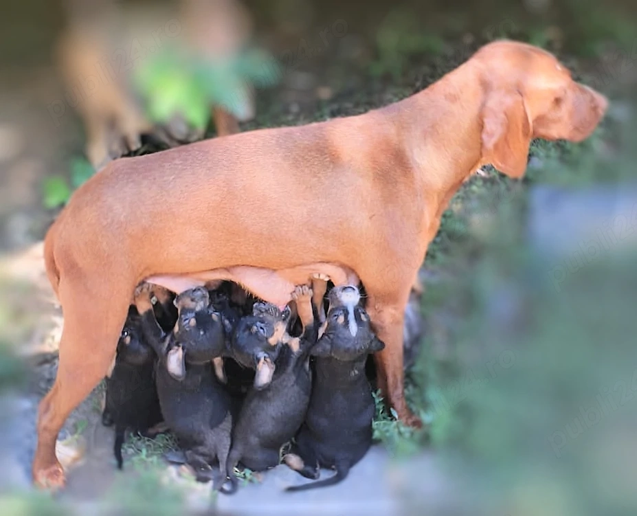 Catei Vizsla metis, 2 luni