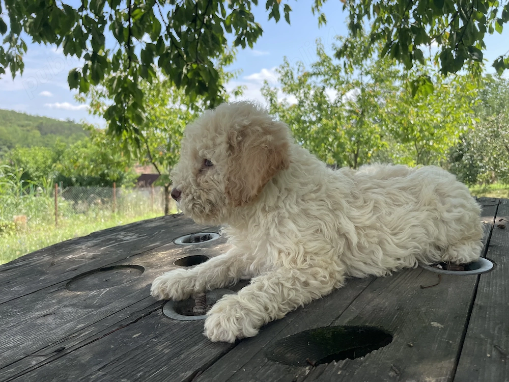 Cățelușa Lagotto Romagnolo 