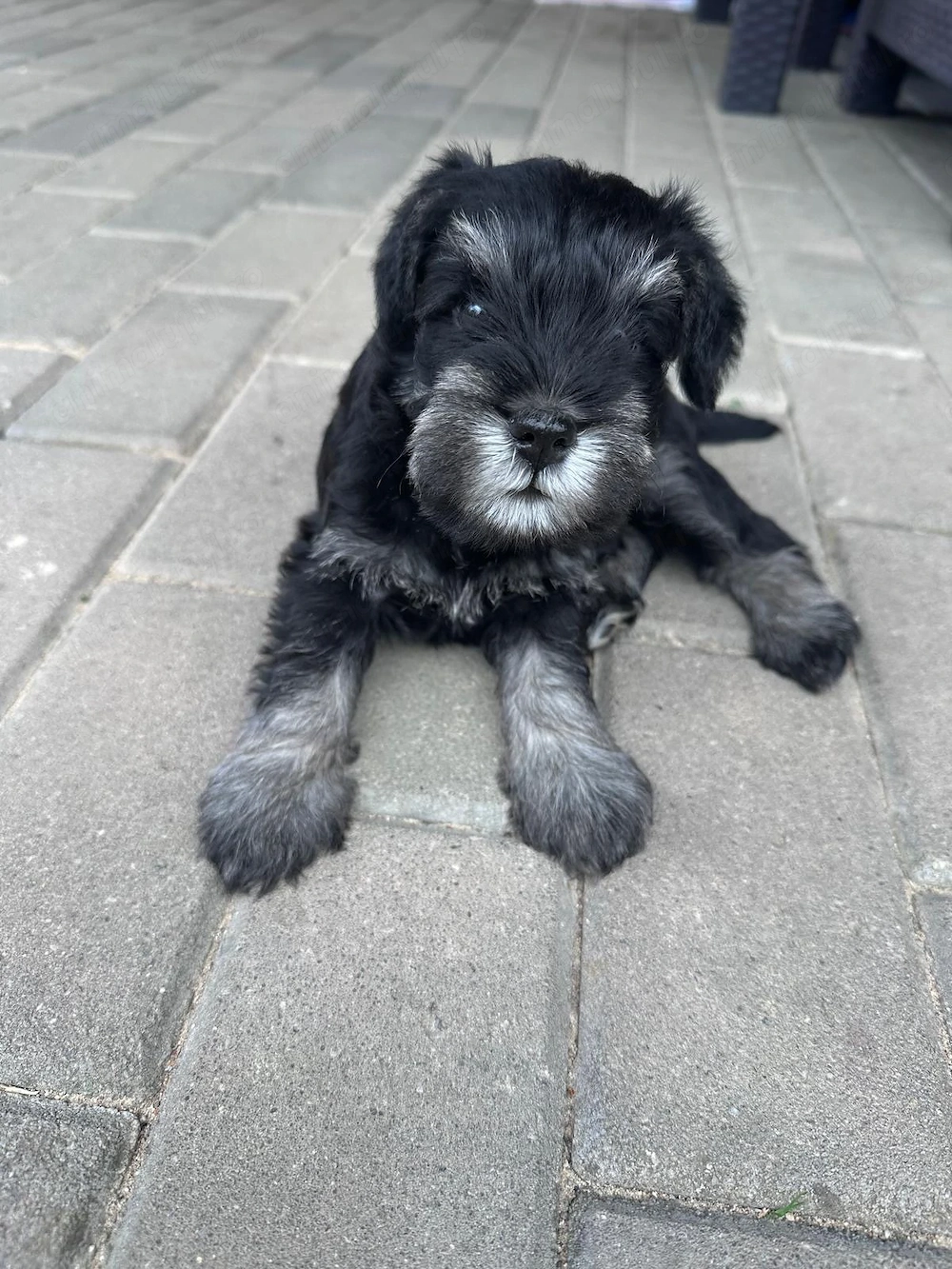Schnauzer pitic 7 săptămâni 