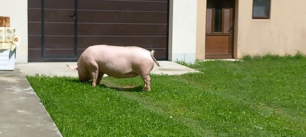 porc de  vanzare 