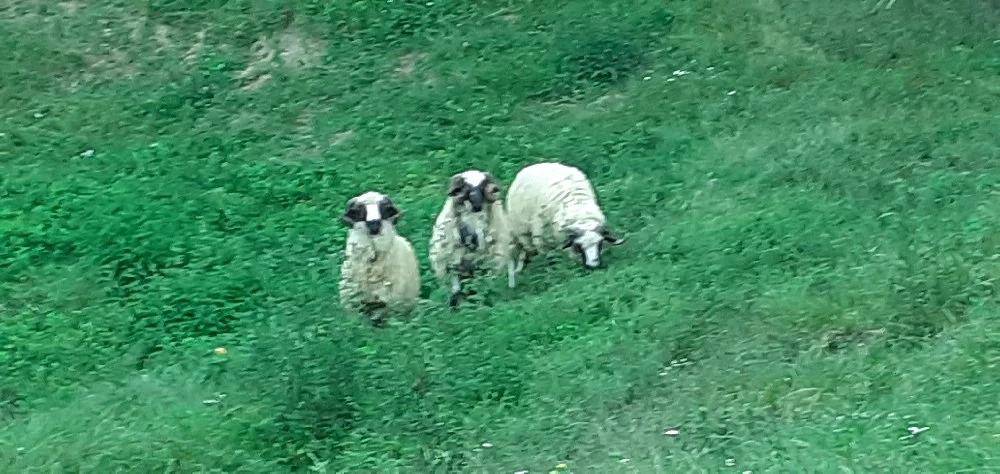 berbec de vânzare 