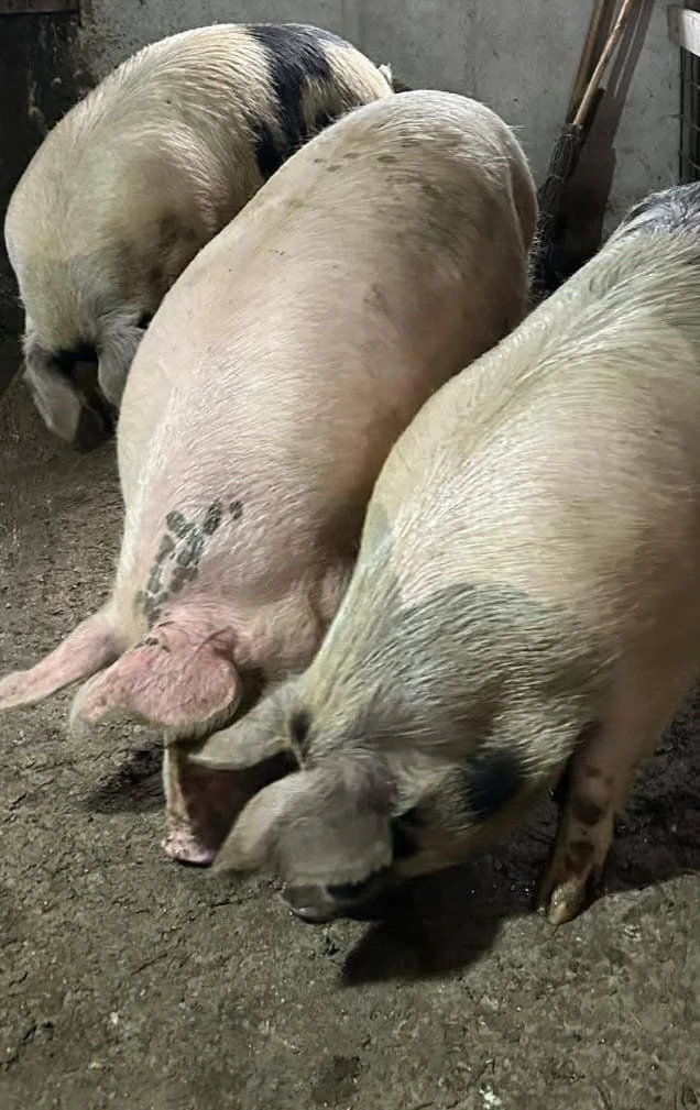 porci de vânzare 