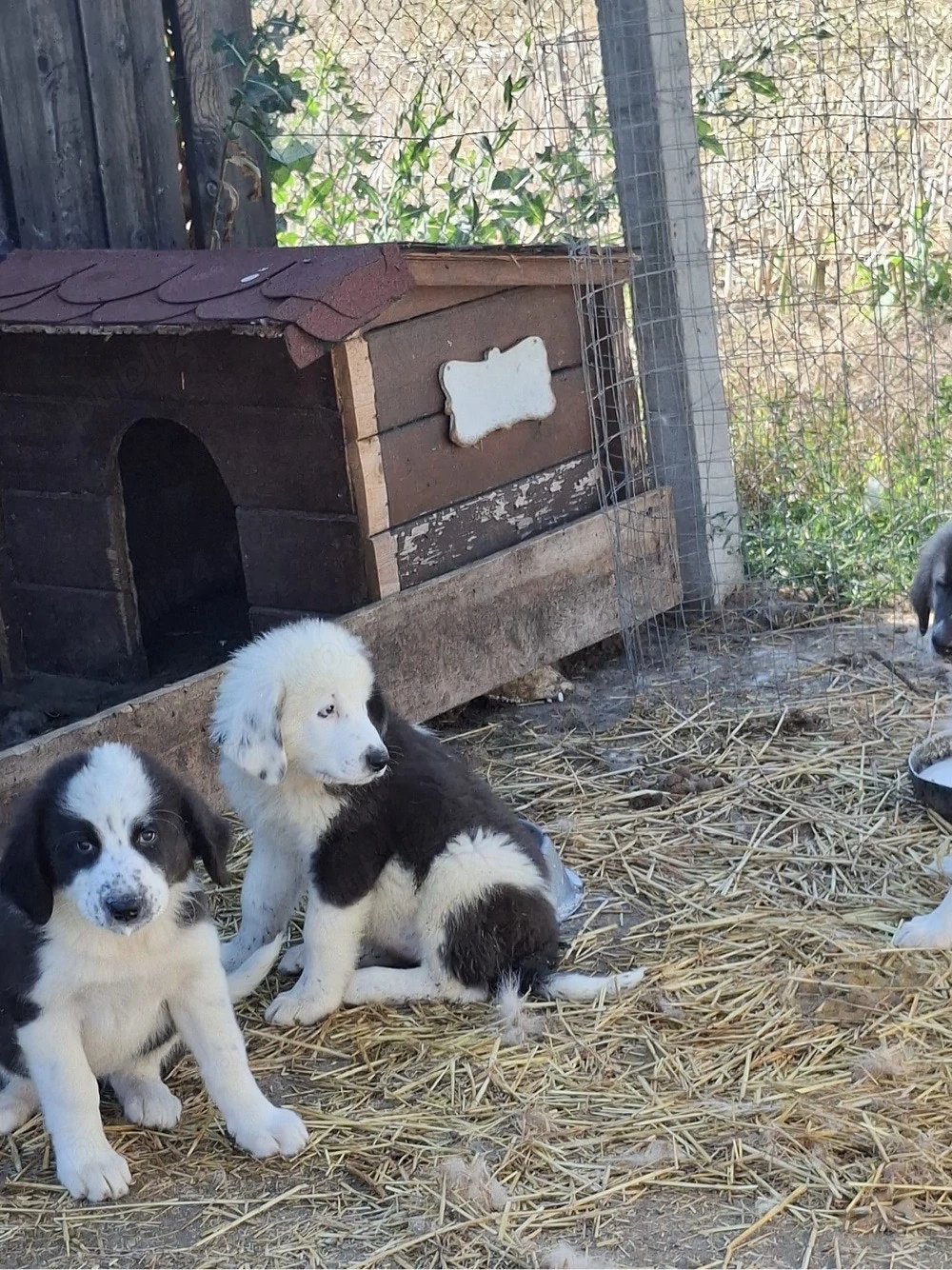 Vand trei femele rasa ciobanesc de bucovina