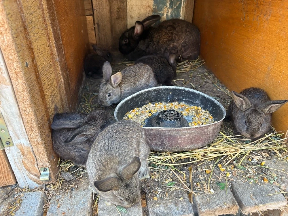 vând iepuri mici de casa