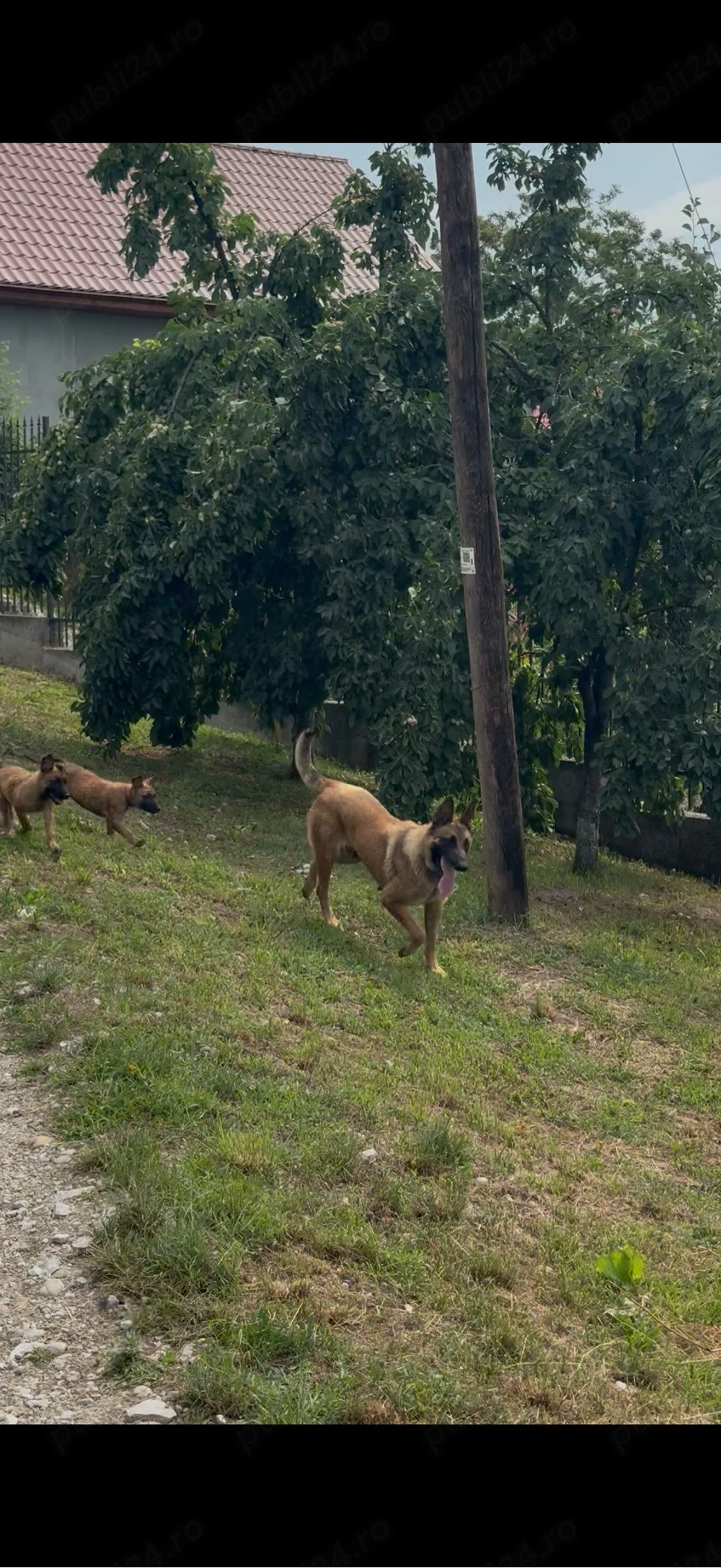 Pui Malinois 
