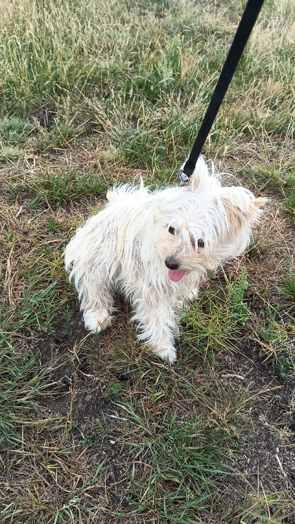mascul Chihuahua și femelă Chihuahua x Bichon Maltais