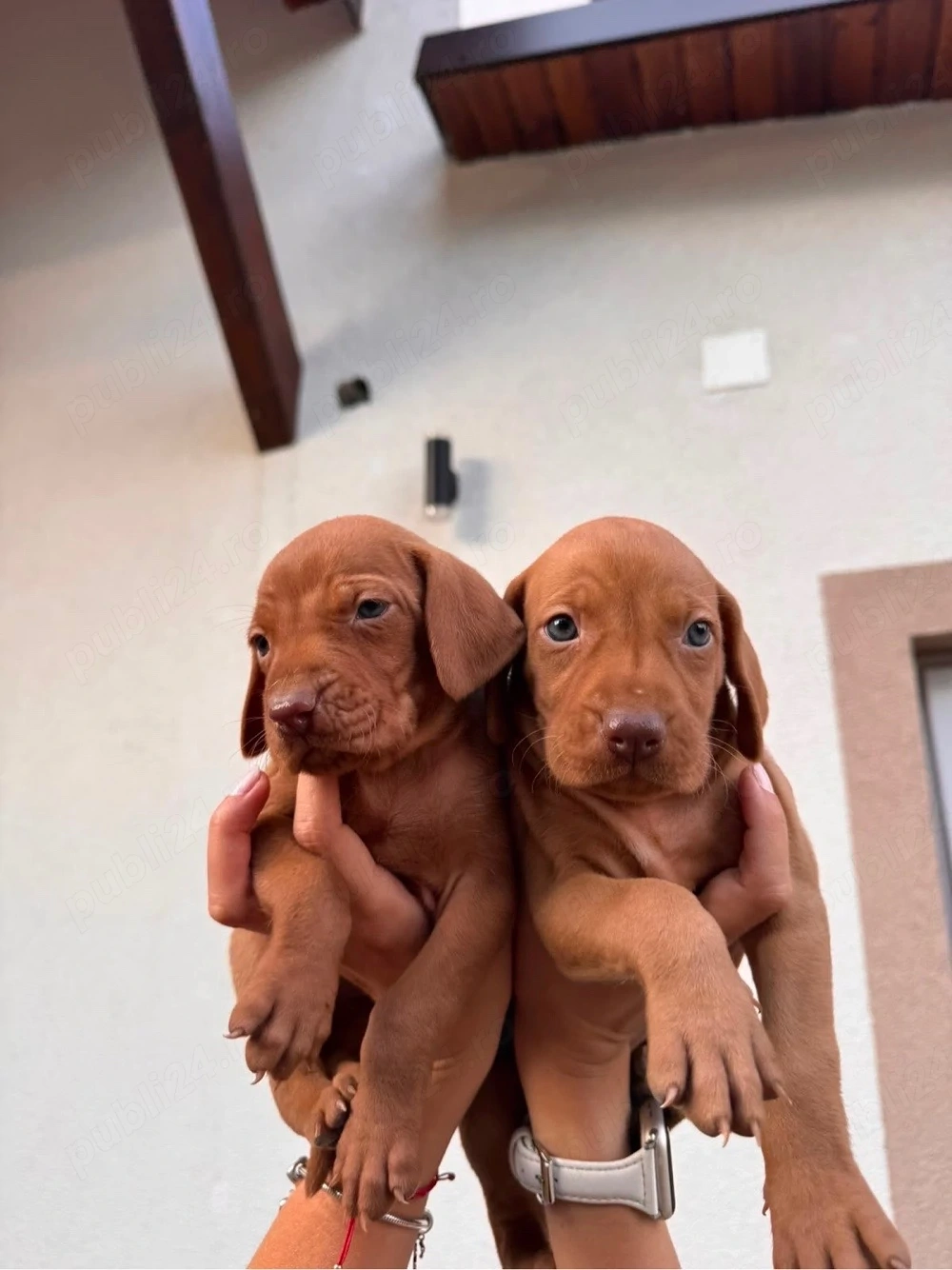5 cățeluși Brac Maghiar (Vizsla Maghiară) 