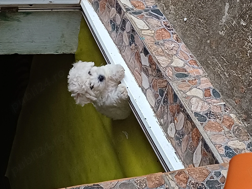 Bichoni maltez de talie mica
