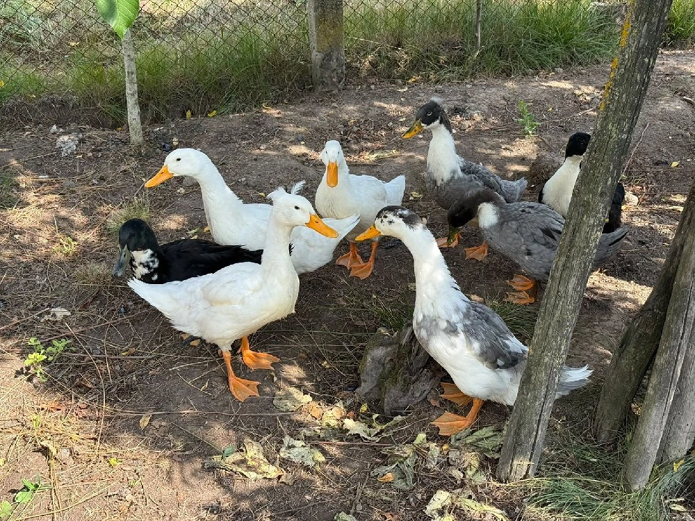 Vând 10 rațe mixte