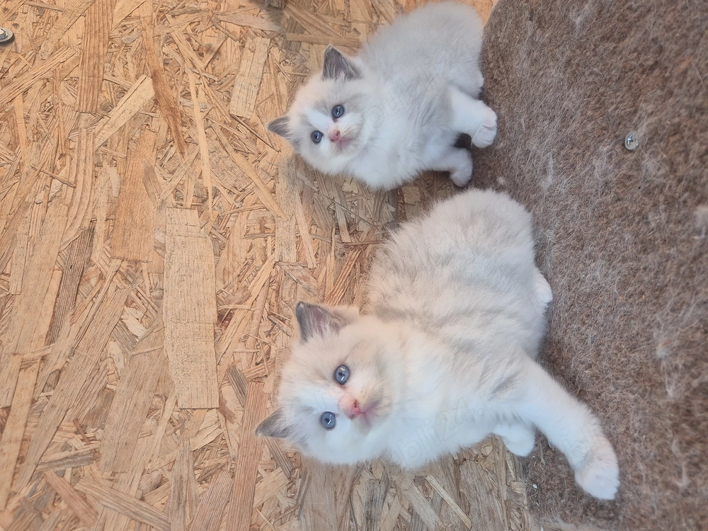 Ragdoll Blue superb