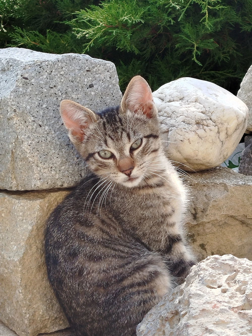 Ofer spre adoptie