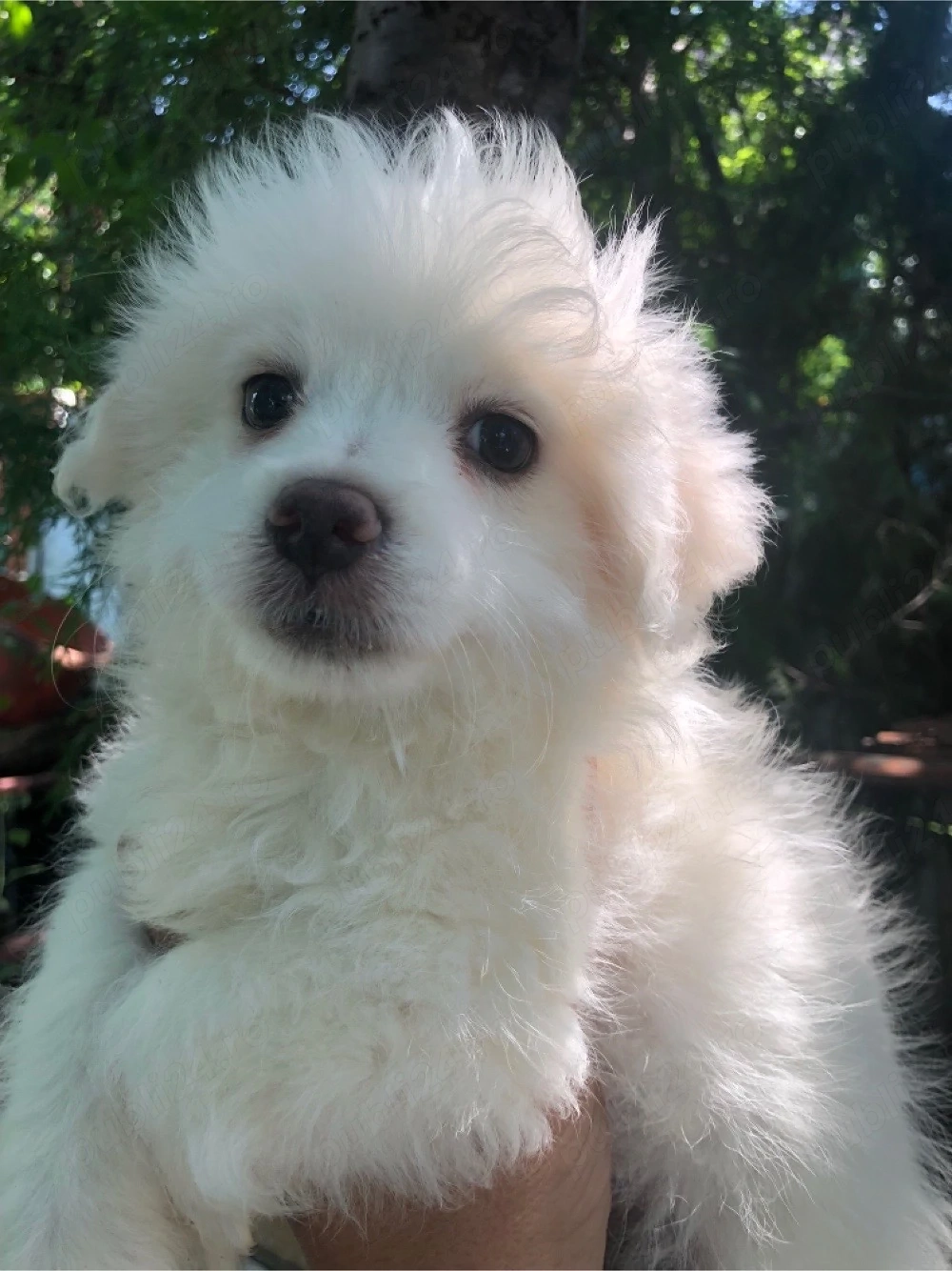 catelus baietel bichon 2 luni