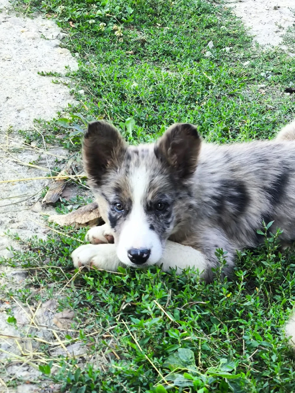 Cățelușă border collie 