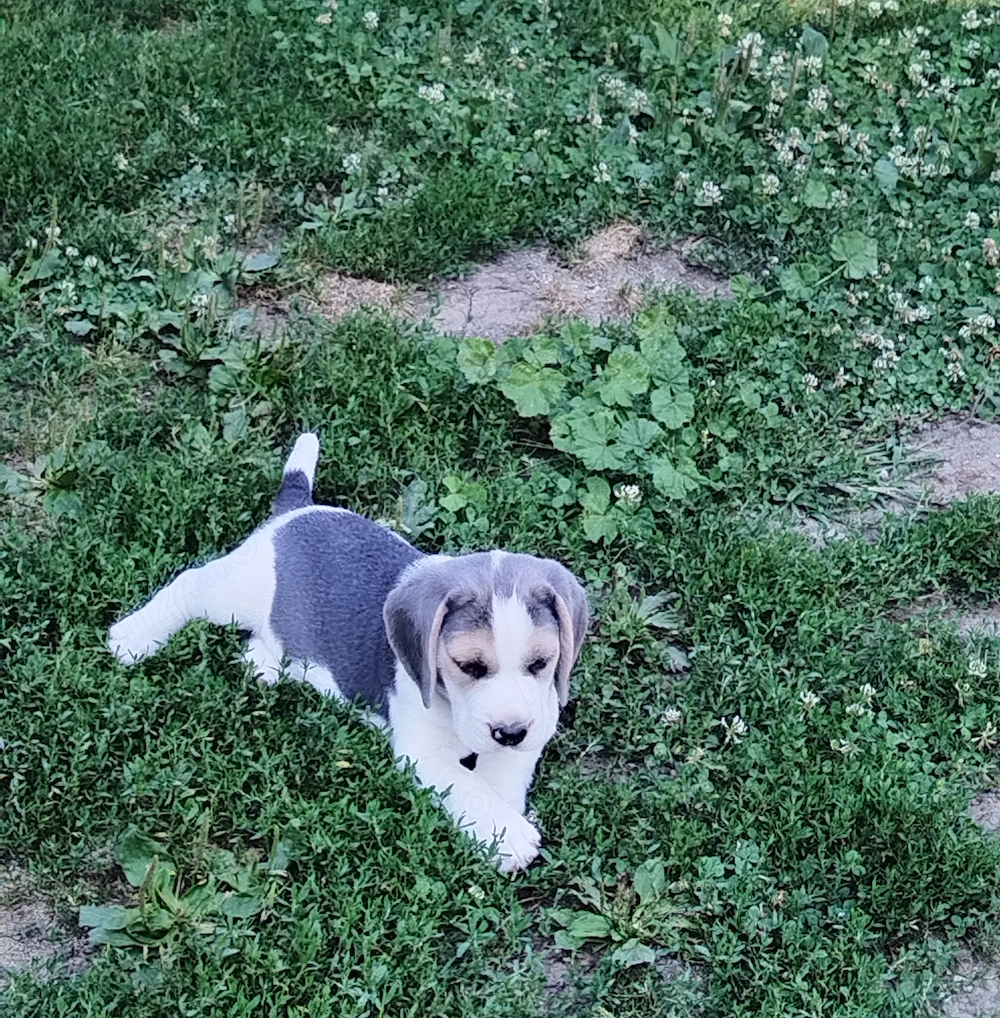 Catelusi beagle blue