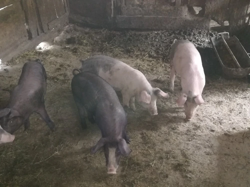 Vând 5 purcei 1700 ron