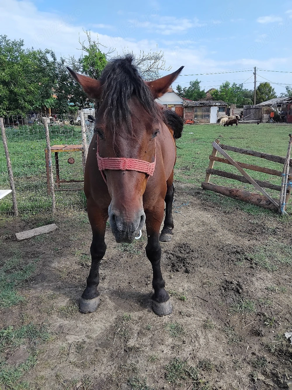 Lichidez gospodarie vand urmatoarele:le :un cal castrat de 6 ani 1.70 inaltime intre 800-900 kg