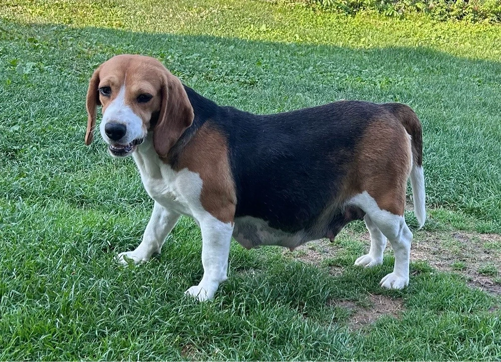 Vand Beagle gestanta