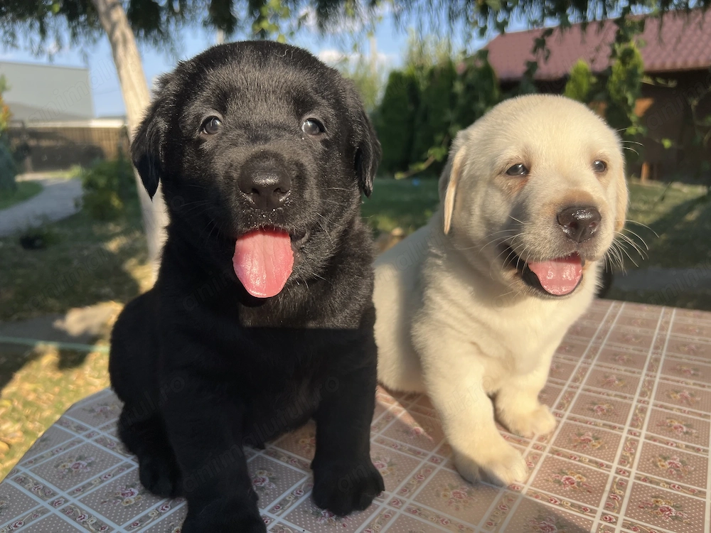 Pui Labrador Retriever