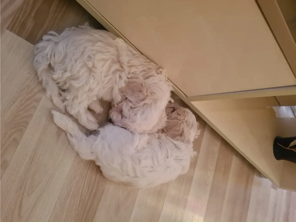 bichon frise 6 saptamani