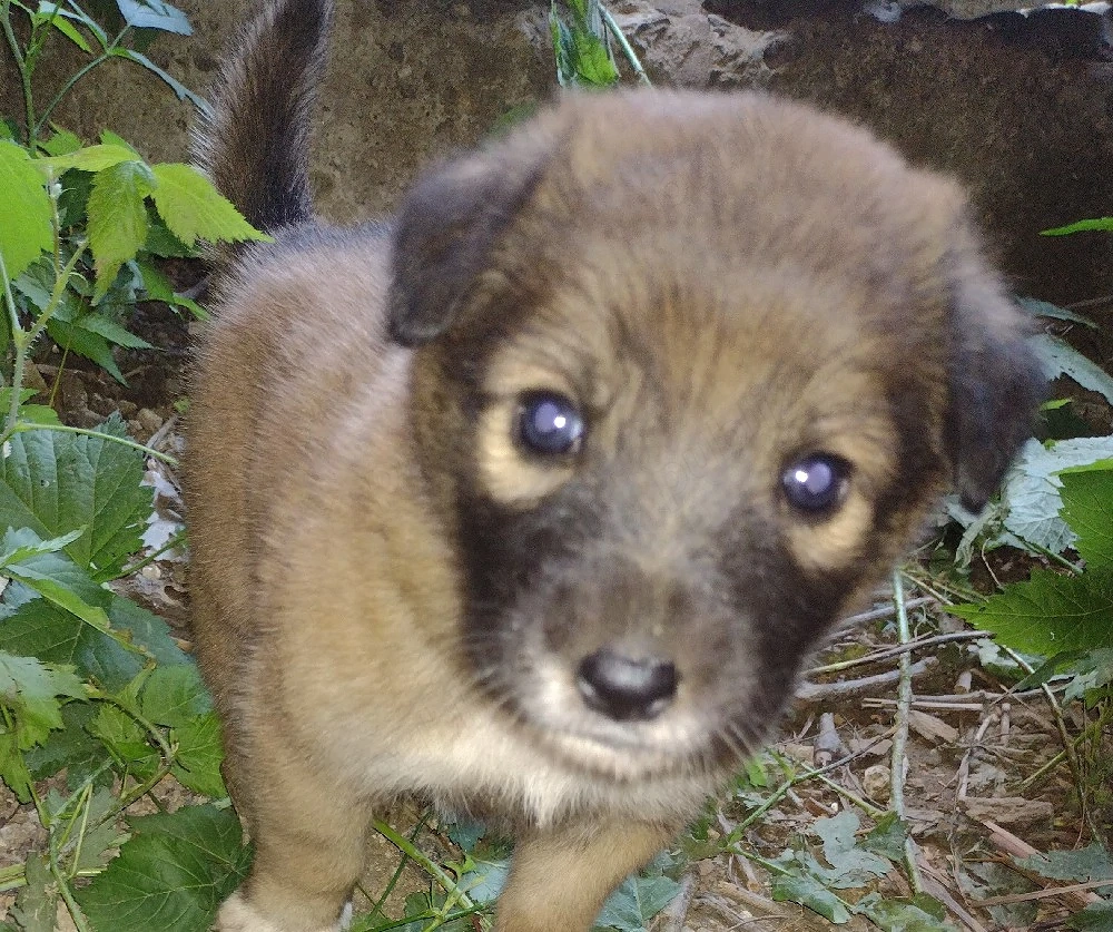 Pui de câine adopție