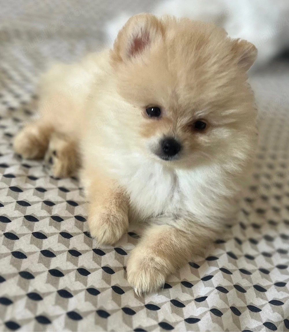 caine pomeranian 