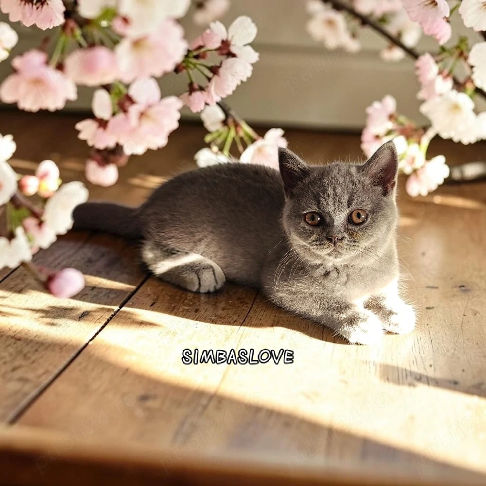 Femelă british blue