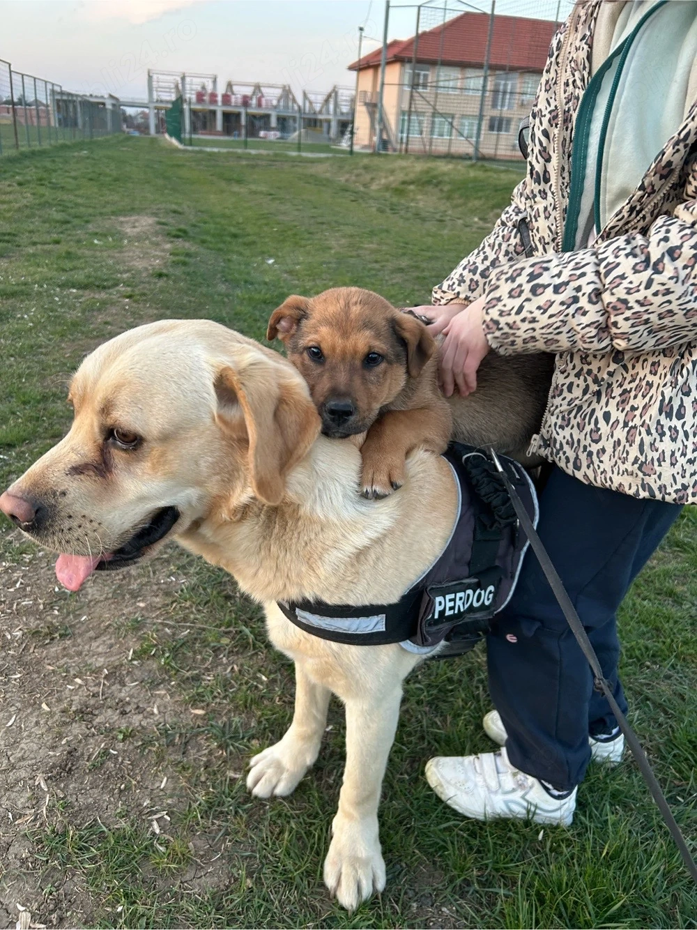 Donez Labrador de 3 ani