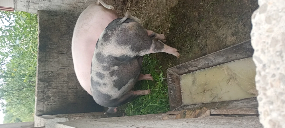 Porci de vânzare 
