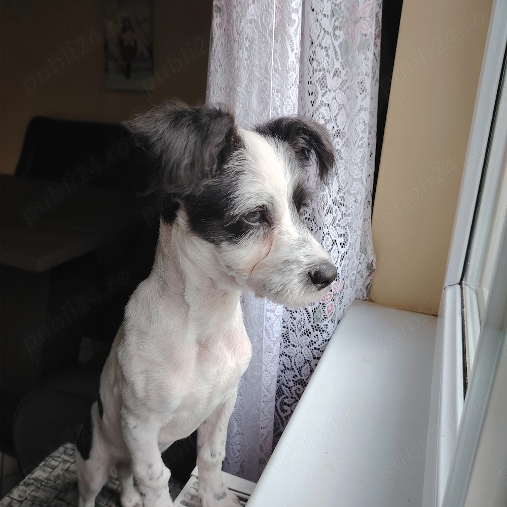 Pui de Bichon mascul 