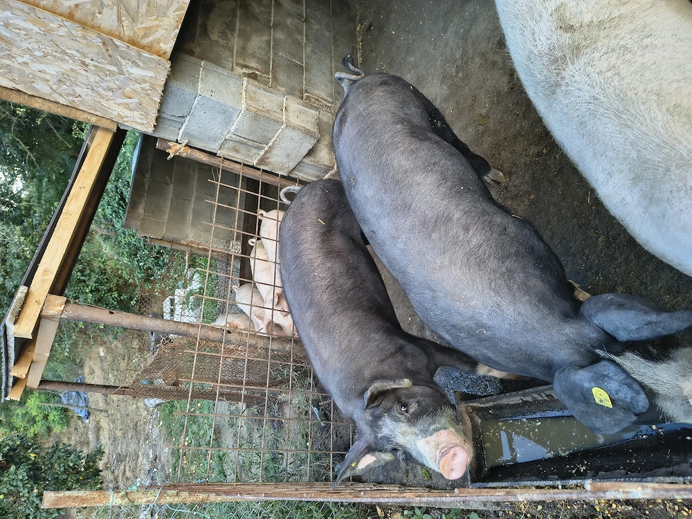Porci de vânzare