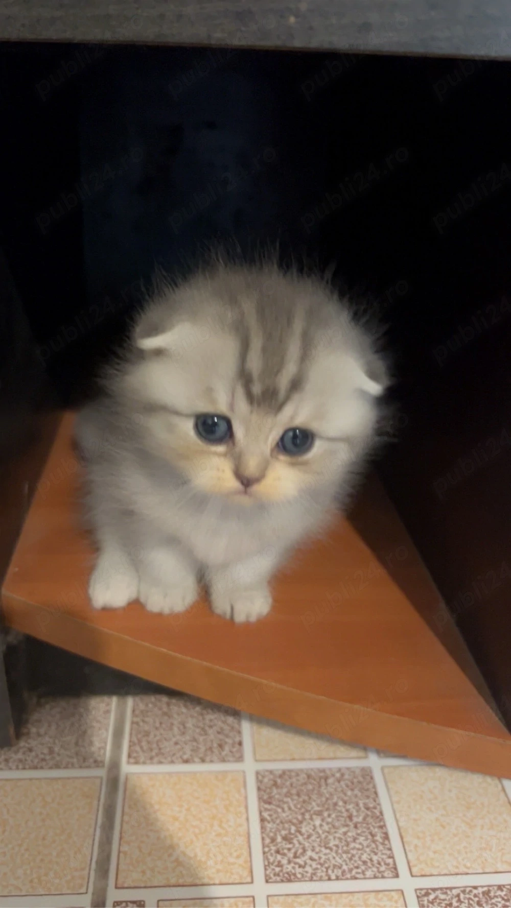 british shorthair si scottish fold