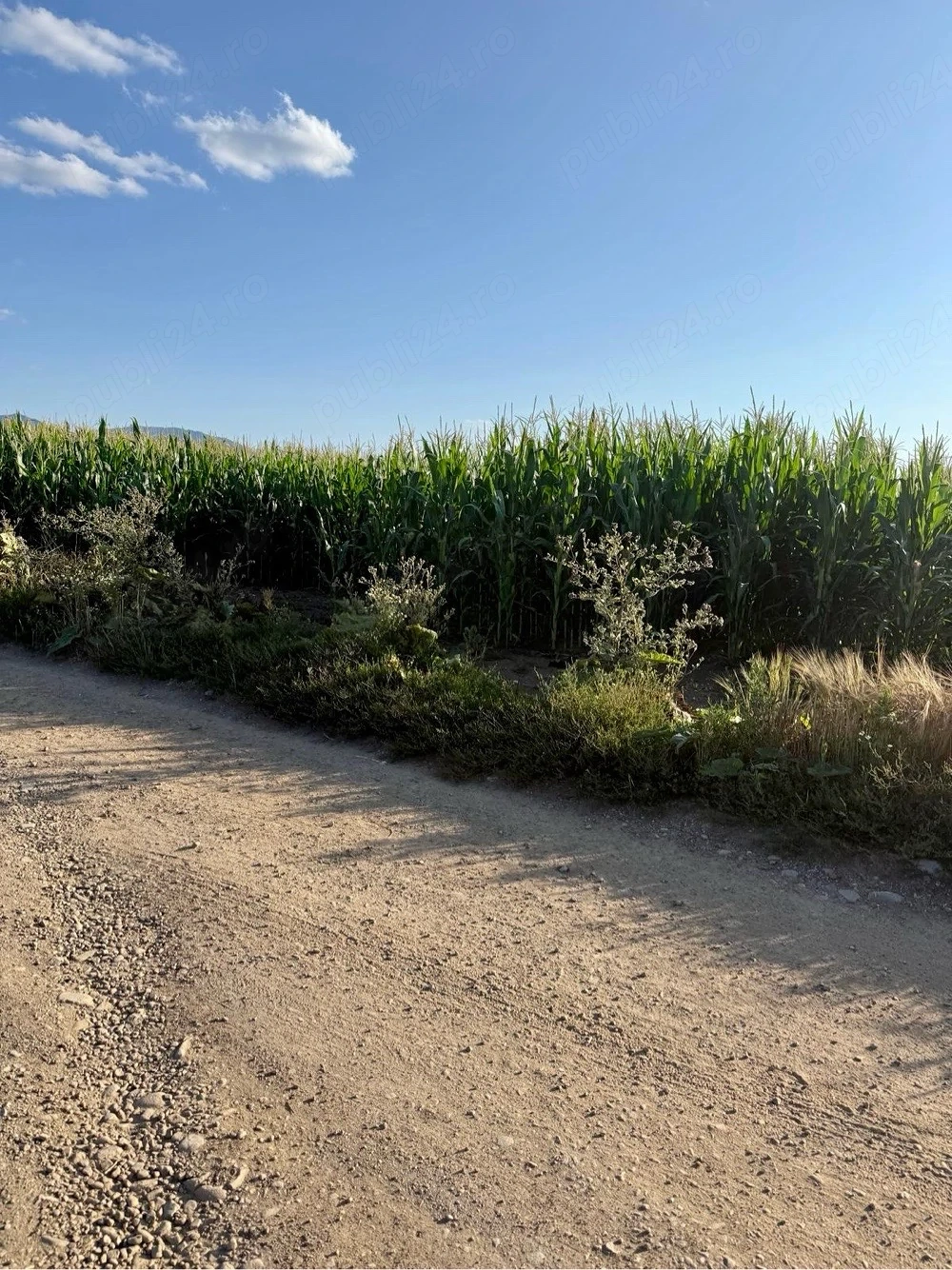Teren extravilan 5.000 mp - Zona Industriala Harman - 10   mp - Oportunitate investitie
