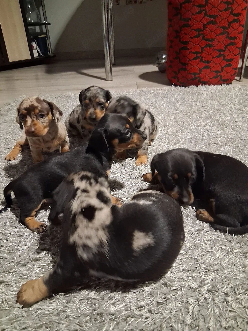  Căței Teckel (Dachshund) cu blană merle și negru-foc își caută familii iubitoare!   