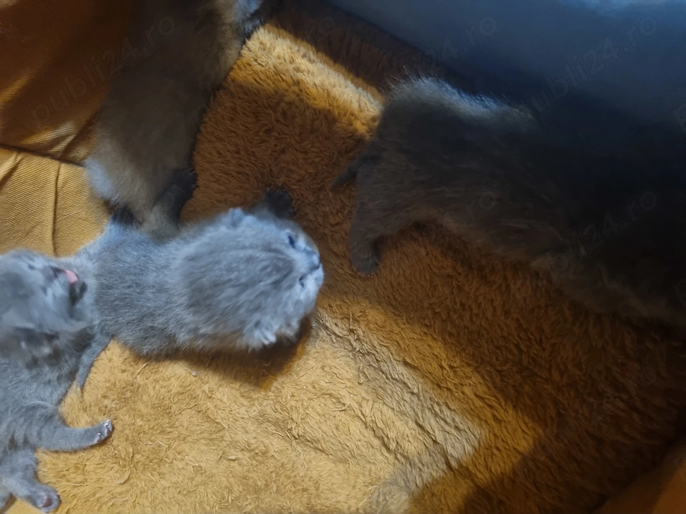Puiuți British Shorthair  Blue 