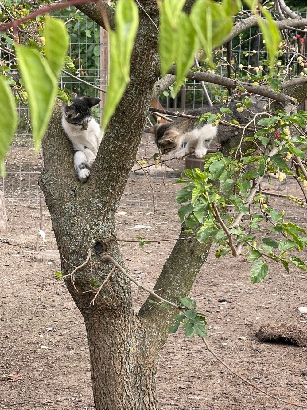 Dau spre adoptie 2 puiuti de pisica(fetite).