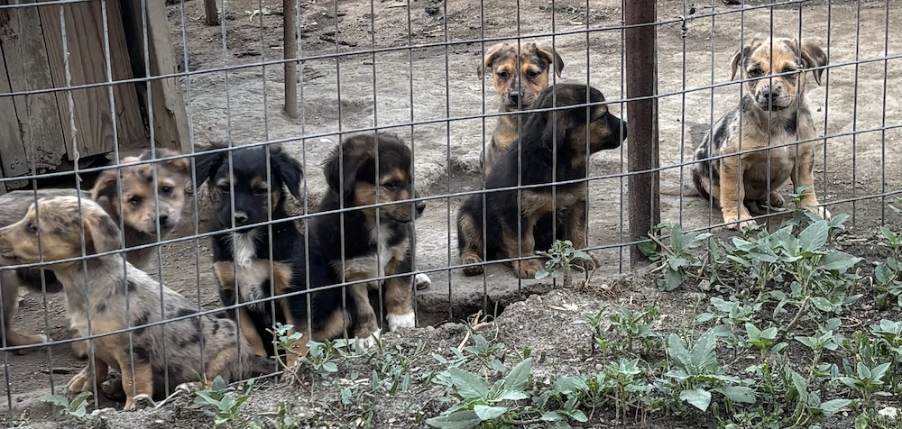 Adoptă un cățelus ! 