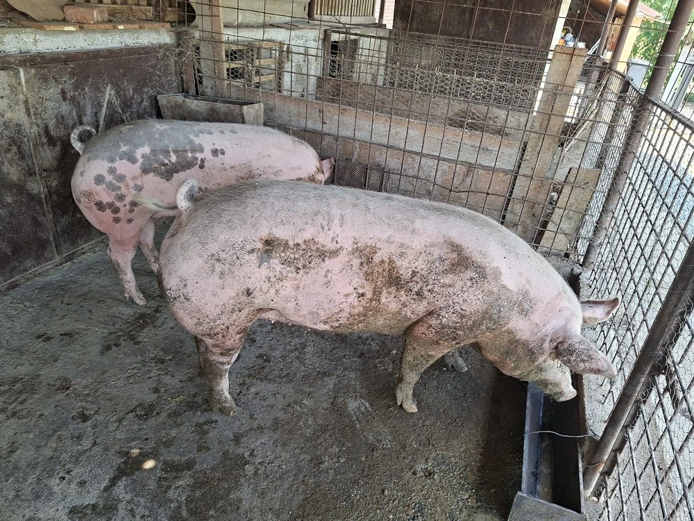 Vand porci de carne
