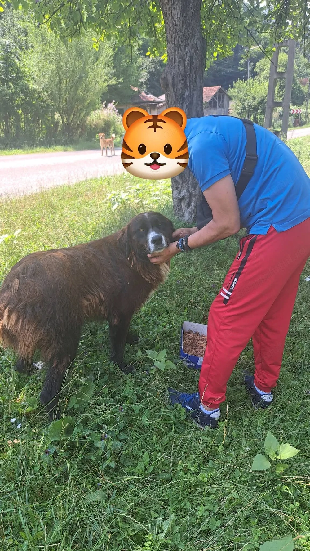 Cautam adoptie responsabila pentru caini!