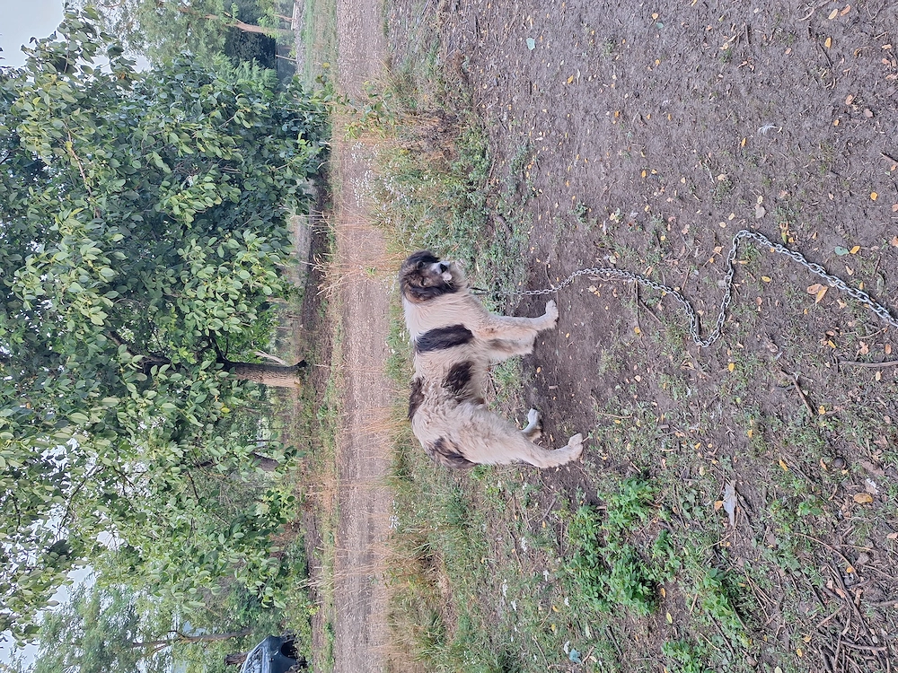 Câine de vânzare 