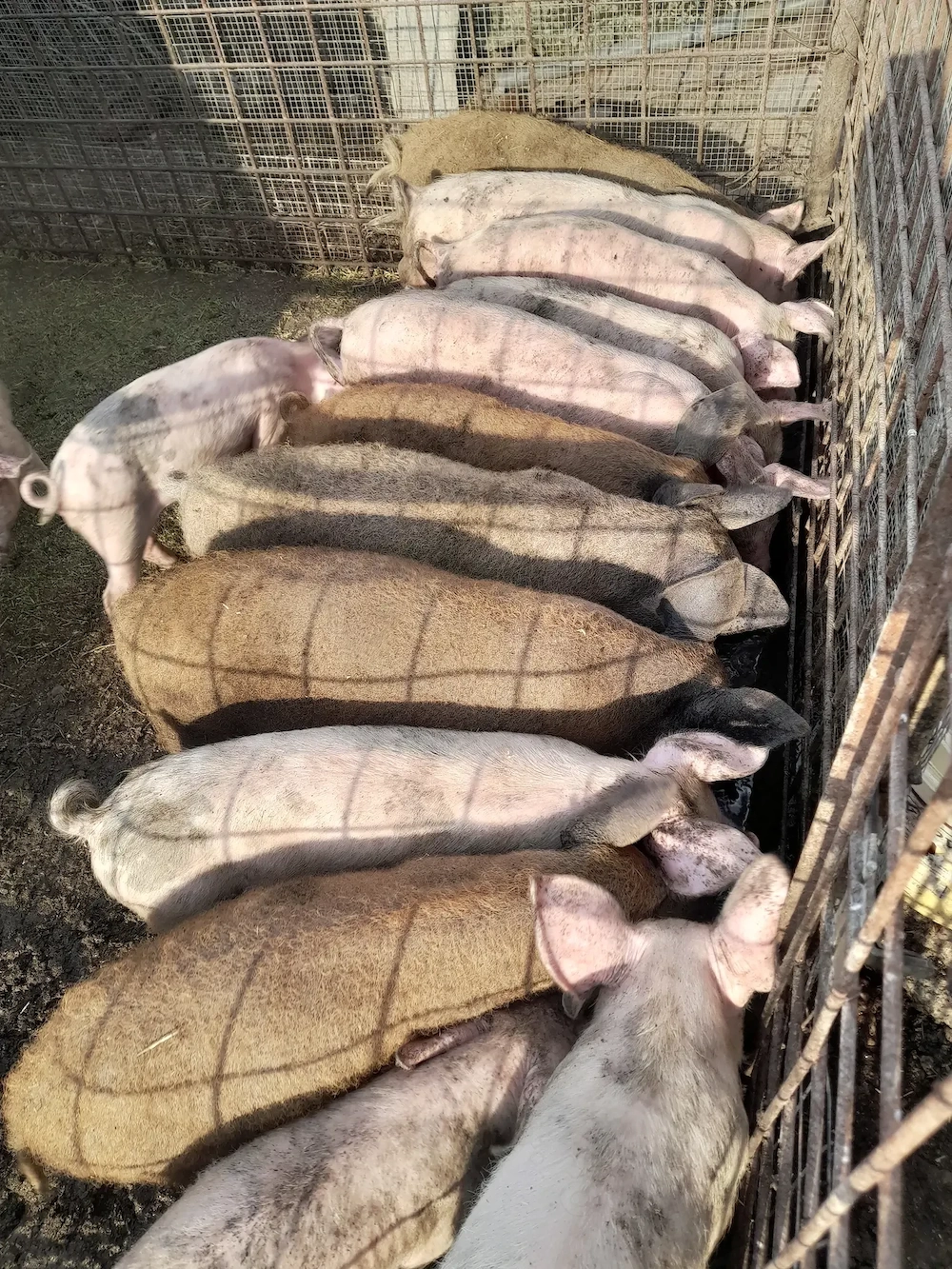 Purcei mangalita 