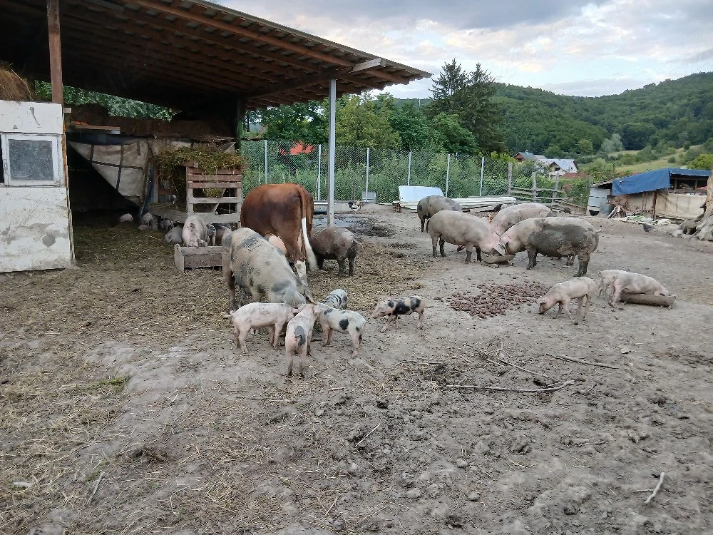  purcei de vanzare