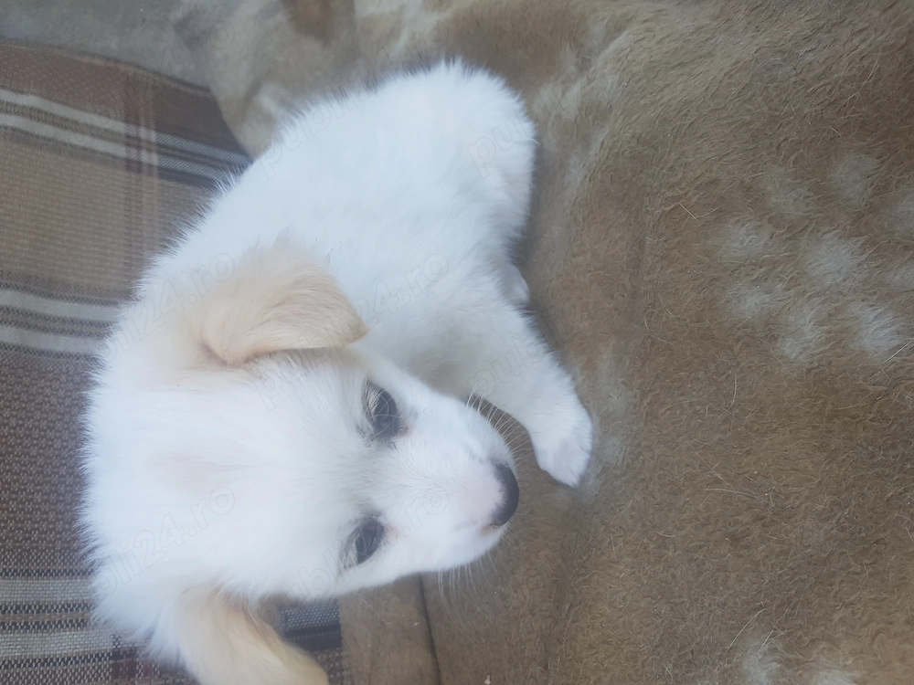 Dau spre adoptie un mic orfan dragalas si jucaus.