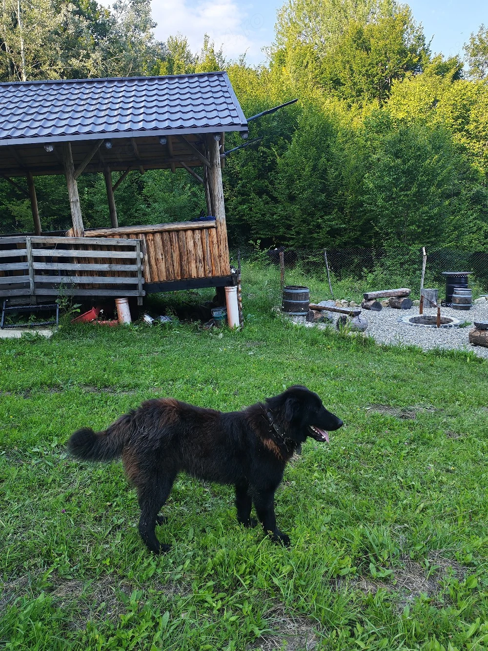 Ciobănesc corb mascul schimb 