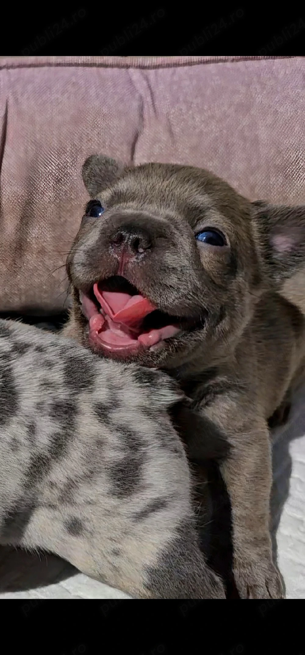 Bulldog francez Blue 