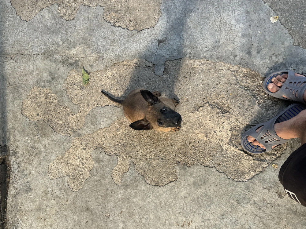 * Pui de Ciobănesc Belgian Malinois